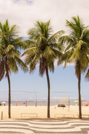 海滩上的棕榈树图片